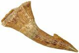Fossil Sawfish (Onchopristis) Rostral Barb - Morocco #322873-1